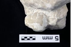 Foto (Detailansicht) von Decapoda indet. (NHMW-GEO-1990-0041-0379)